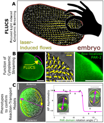 Figure1_Kreysing1_20bbdff110